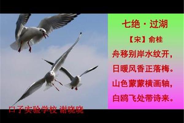 老人与海鸥课件