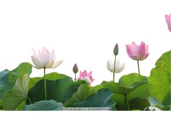 有关荷花的图片