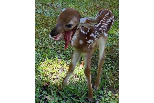 皮蝇幼虫