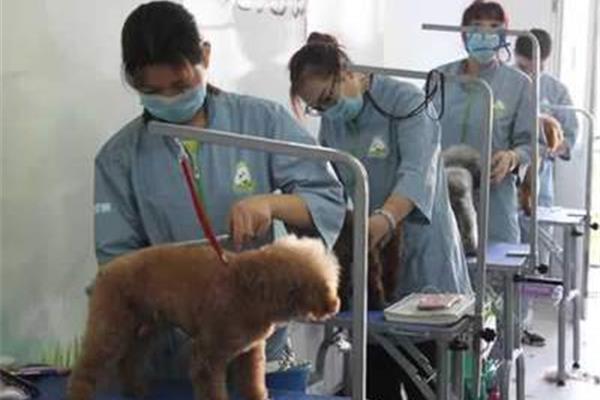 宠物学校培训要多少钱