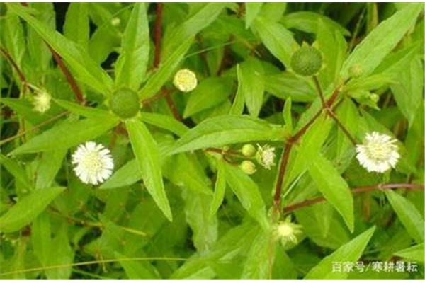 那一束狗尾巴草