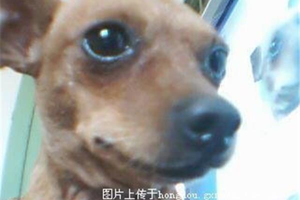 我这有小狗