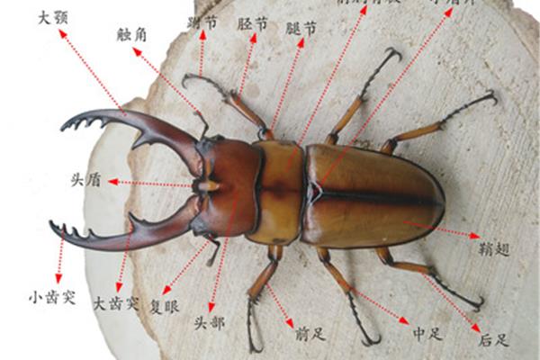 铁锹的拼音