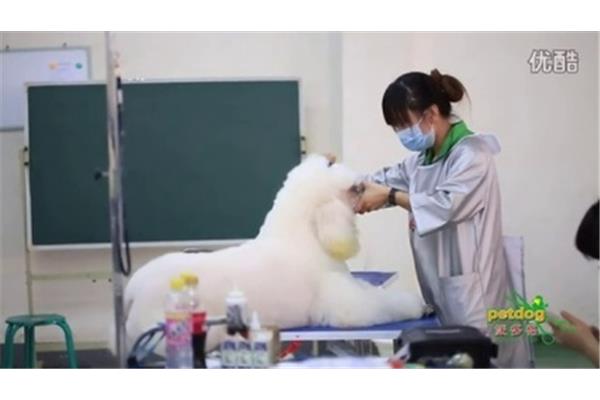杭州宠物美容培训