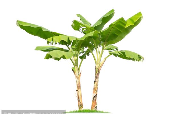 茎的生长方式
