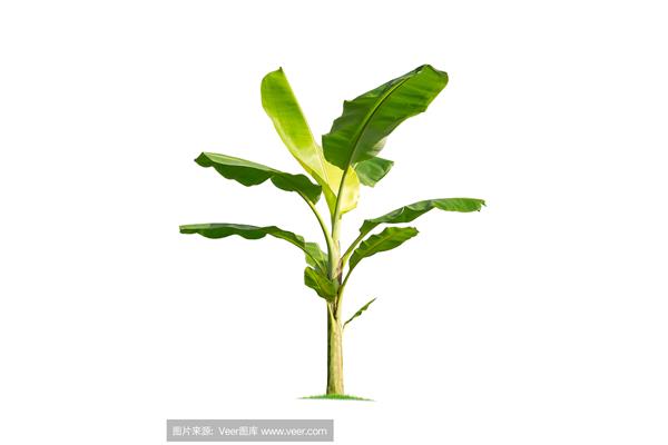 茎的生长方式