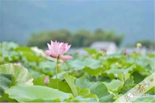 入夏的诗句