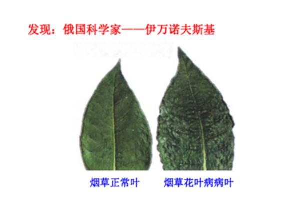 烟草花叶病