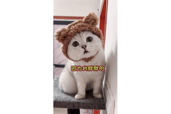 我身边最可爱的人