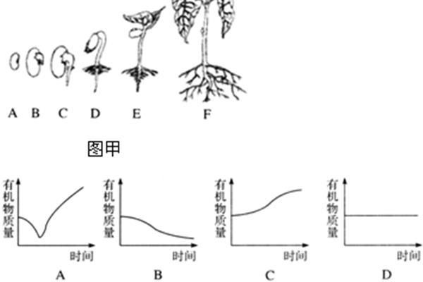 种子萌发实验