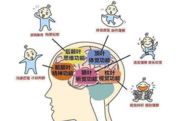 如何开发大脑