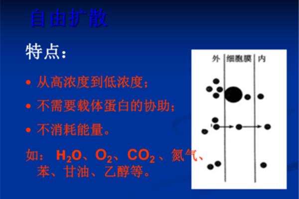 自由扩散的特点