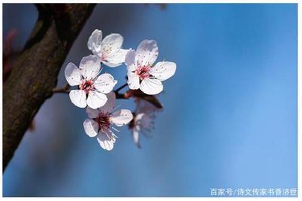 樱花的古诗