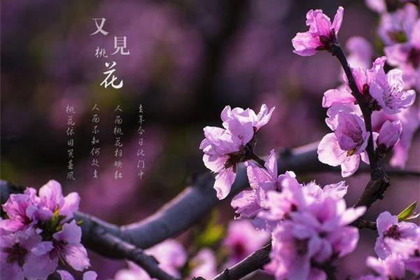 正月什么香又香