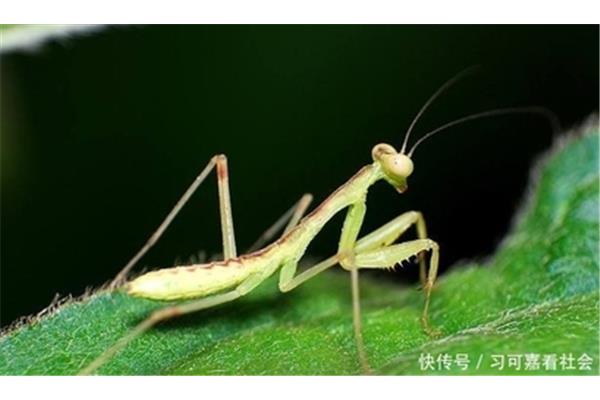 螳螂的寿命