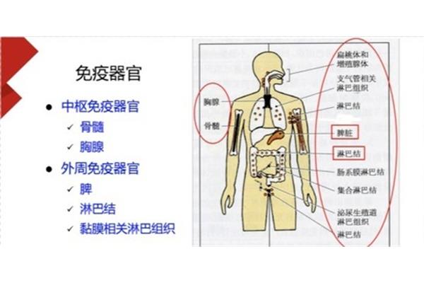 外周免疫器官包括