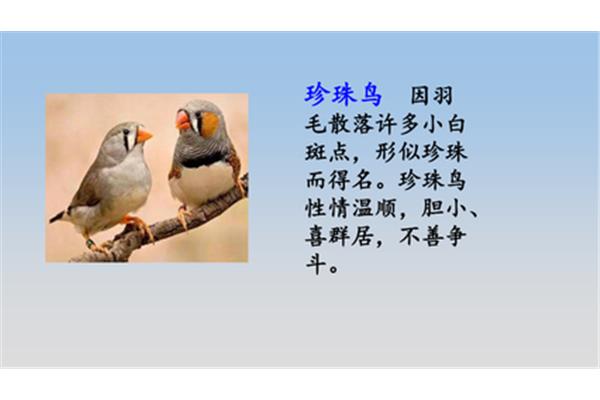 有关鸟的成语