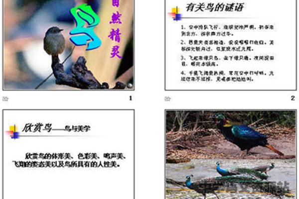 有关鸟的成语