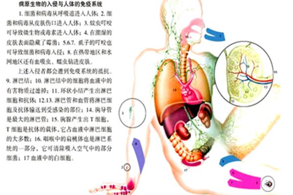 外周免疫器官包括