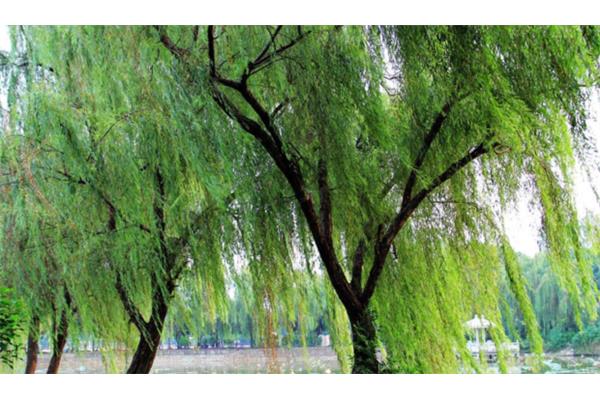 什么样的柳树