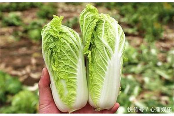 鲜嫩的什么