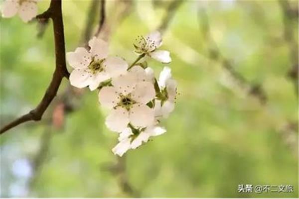 春日的意思
