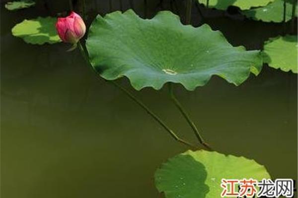 形容初夏的诗句