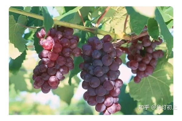 关于葡萄的诗句
