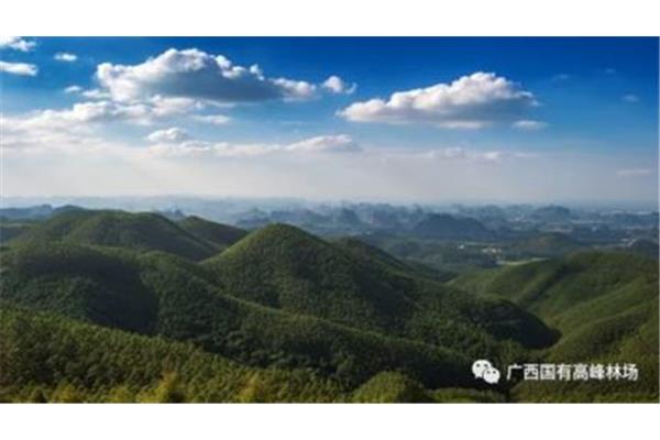 广西高峰林场