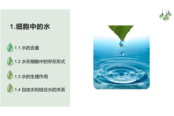 自由水的生理作用