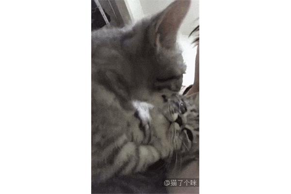 我的小猫咪