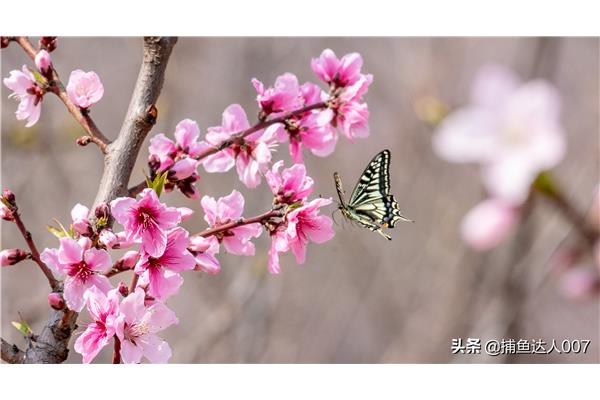 眼中的春天