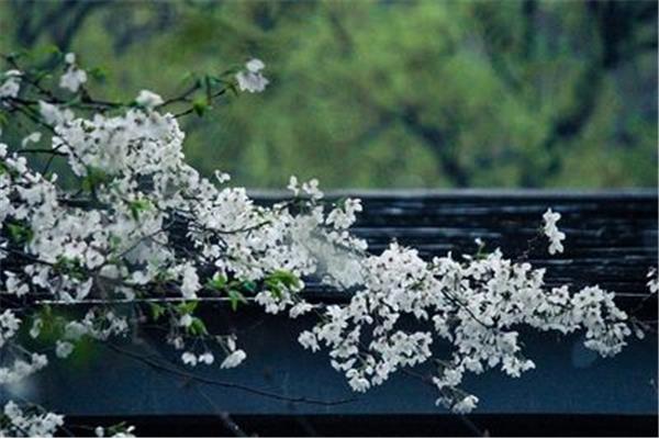 随意春芳歇下一句
