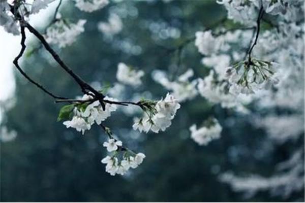 随意春芳歇下一句