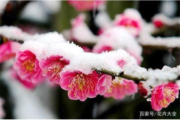 冬天开的花有哪些