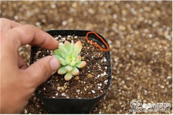多肉怎么种植