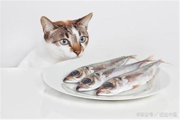 小猫爱吃鱼