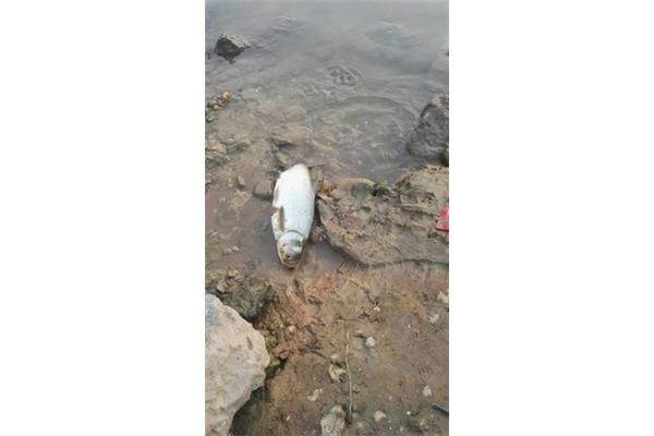泥鳅是鱼吗