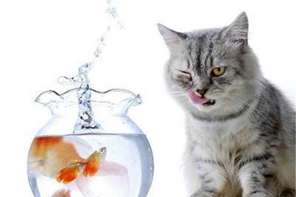 小猫爱吃鱼