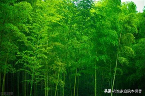 关于竹林的诗句