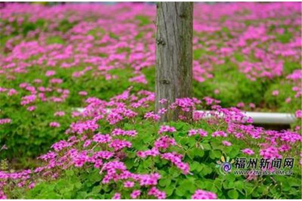 紫花酢浆草