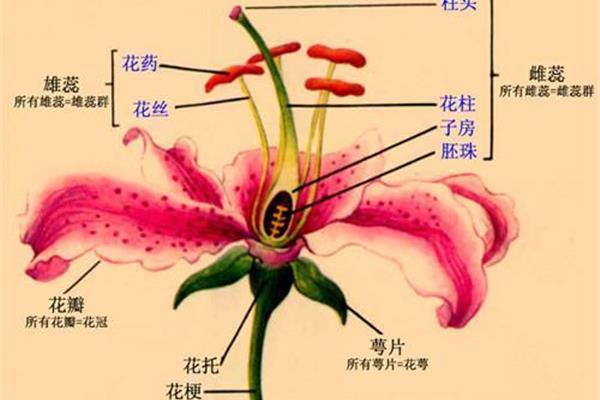花朵的结构