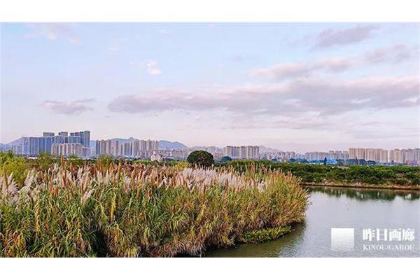 温州三垟湿地