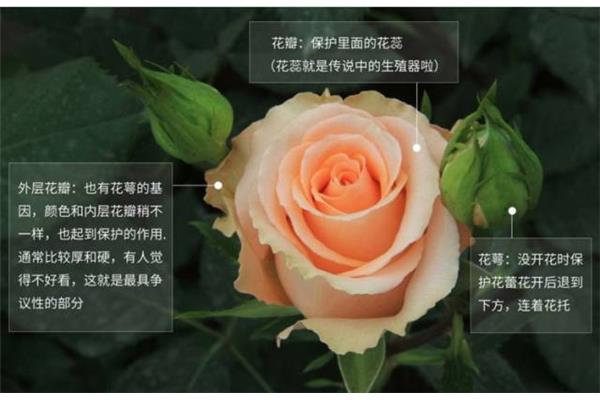 花朵的结构