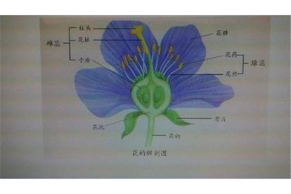 花朵的结构