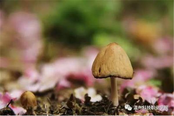 五味俱全的意思