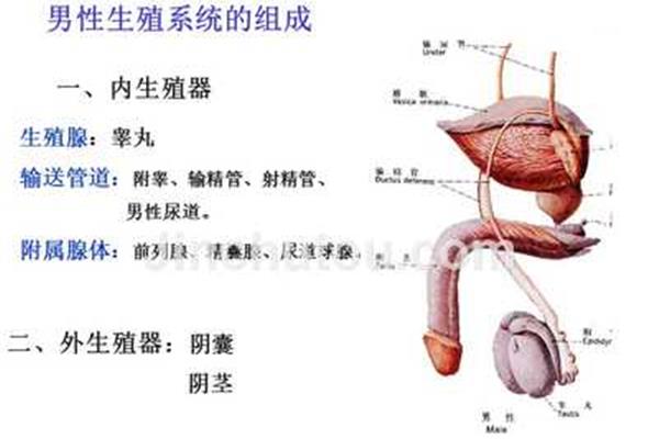 男性的腺是