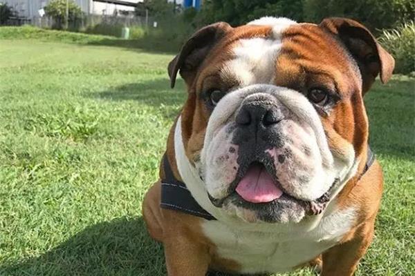 英国斗牛犬