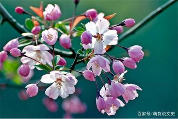 含有花的诗句
