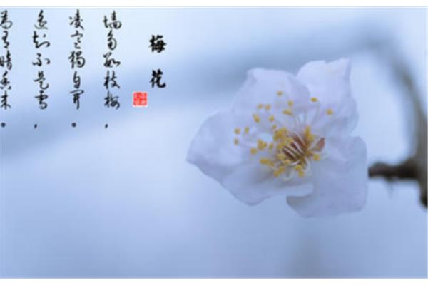 含有花的诗句